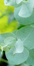苹果桉图片，可驱除蚊虫的天然植物苹果桉全草全叶图片