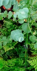 苹果桉图片，可驱除蚊虫的天然植物苹果桉全草全叶图片