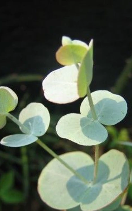 苹果桉图片，可驱除蚊虫的天然植物苹果桉全草全叶图片