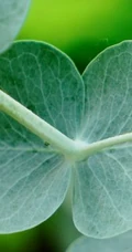 苹果桉图片，可驱除蚊虫的天然植物苹果桉全草全叶图片