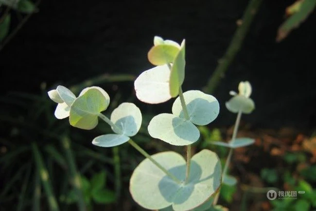 苹果桉图片，可驱除蚊虫的天然植物苹果桉全草全叶图片