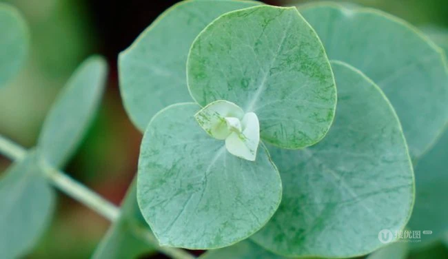 苹果桉图片，可驱除蚊虫的天然植物苹果桉全草全叶图片