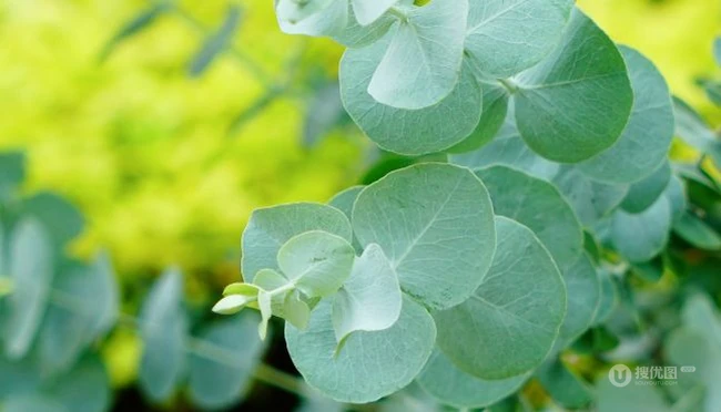 苹果桉图片，可驱除蚊虫的天然植物苹果桉全草全叶图片