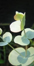苹果桉图片，可驱除蚊虫的天然植物苹果桉全草全叶图片
