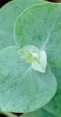 苹果桉图片，可驱除蚊虫的天然植物苹果桉全草全叶图片