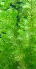 金鱼藻图片，具有凉血止血的多年生沉水草本金鱼藻图片
