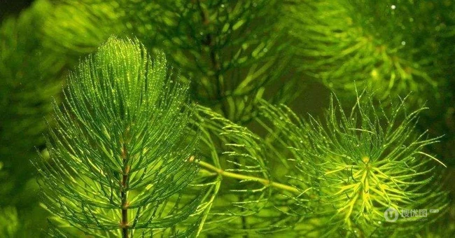 金鱼藻图片，具有凉血止血的多年生沉水草本金鱼藻图片