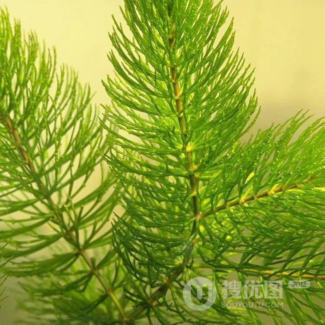 金鱼藻图片，具有凉血止血的多年生沉水草本金鱼藻图片