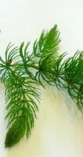 金鱼藻图片，具有凉血止血的多年生沉水草本金鱼藻图片