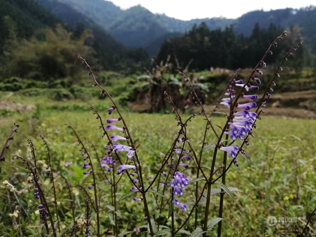 全草可入药的多年生草本植物半枝莲全草全株唯美好看图片