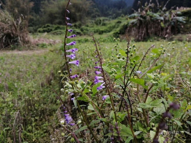 全草可入药的多年生草本植物半枝莲全草全株唯美好看图片