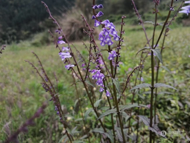 全草可入药的多年生草本植物半枝莲全草全株唯美好看图片
