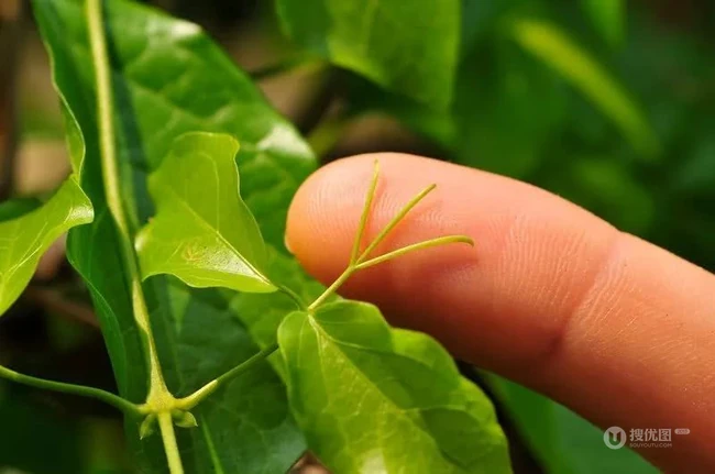 猫爪藤，广泛应用的民间药物草本，又是植物杀手的猫爪藤花图片
