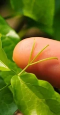 猫爪藤，广泛应用的民间药物草本，又是植物杀手的猫爪藤花图片