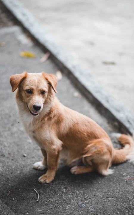 蹲坐在马路边上的波希米亚牧羊犬动物手机壁纸