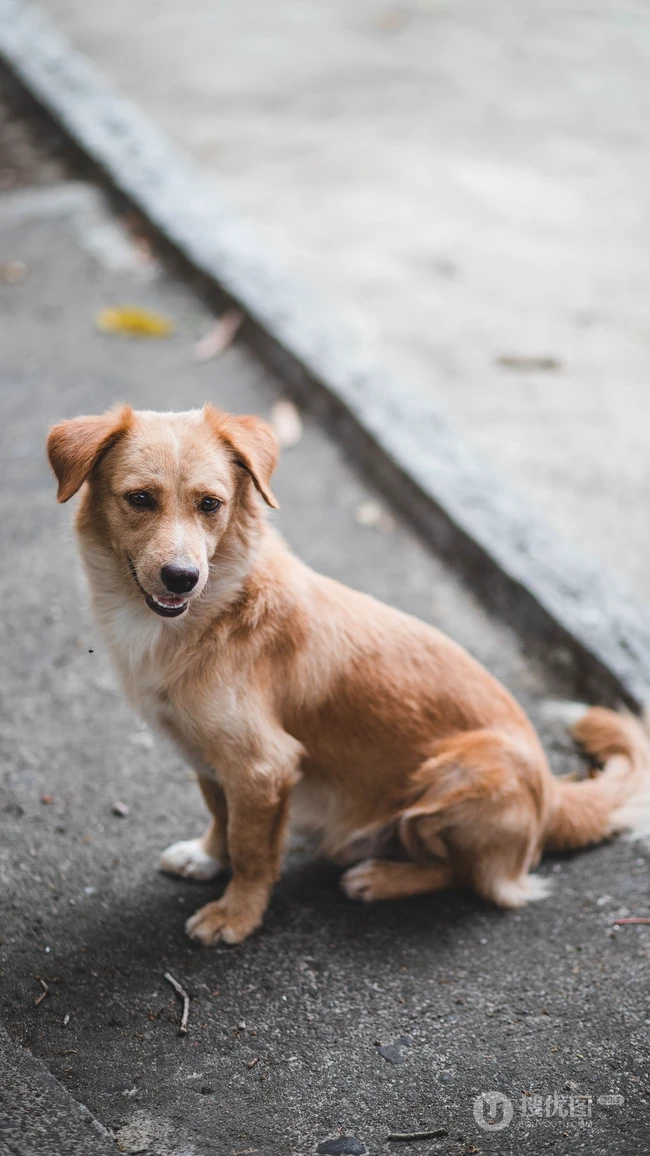 蹲坐在马路边上的波希米亚牧羊犬动物手机壁纸