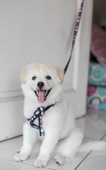 拴在门上的白毛萌宠&ldquo;爱斯基摩犬&rdquo;可爱动物手机壁纸