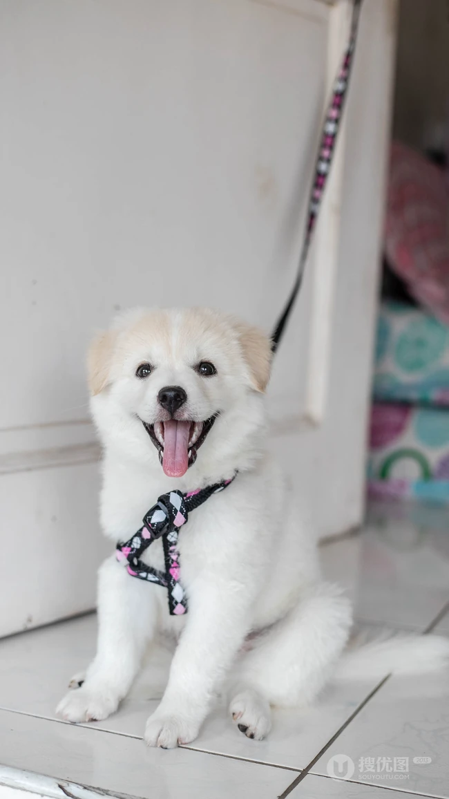 拴在门上的白毛萌宠&ldquo;爱斯基摩犬&rdquo;可爱动物手机壁纸