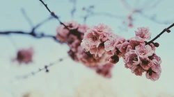 粉色蔷薇科植物樱花近距离唯美摄影桌面壁纸图片