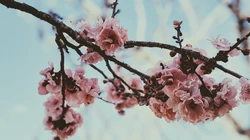 粉色蔷薇科植物樱花近距离唯美摄影桌面壁纸图片
