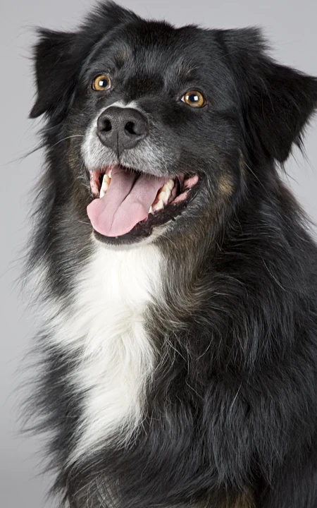 人类的好朋友&ldquo;澳大利亚牧羊犬&rdquo;高清动物手机壁纸