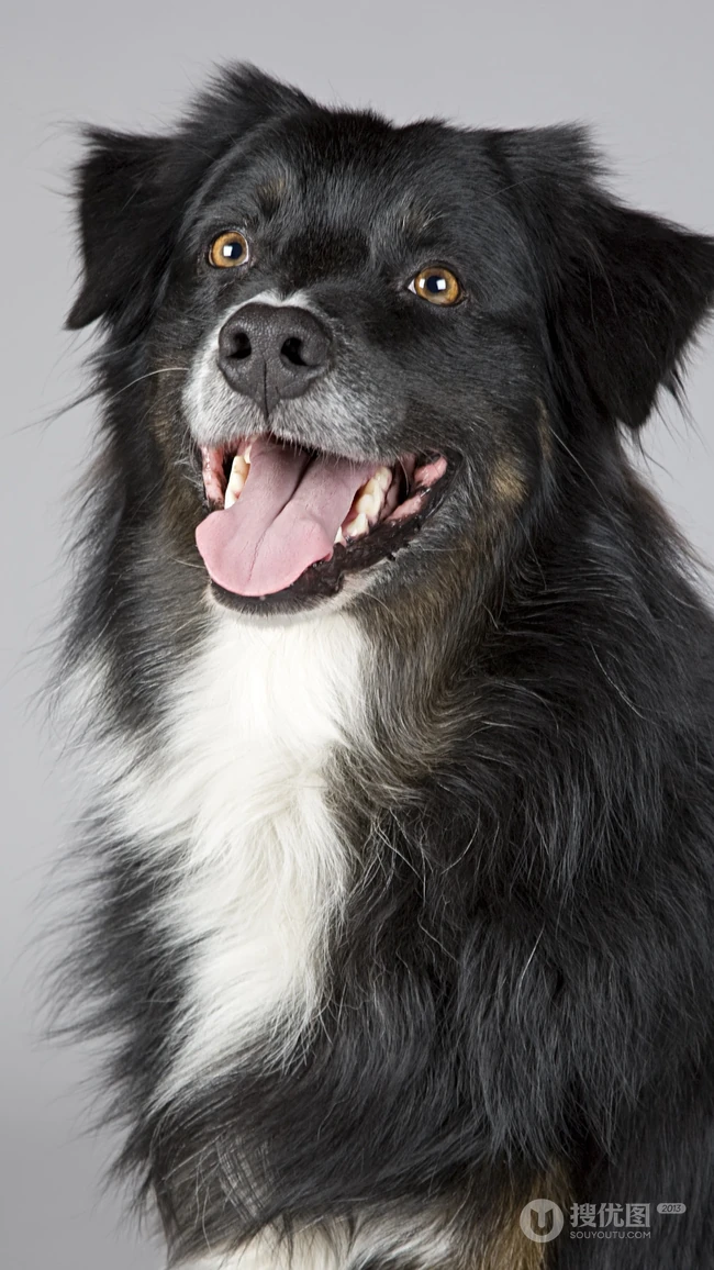 人类的好朋友&ldquo;澳大利亚牧羊犬&rdquo;高清动物手机壁纸