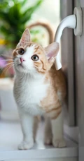 大眼的黄色萌猫宠物高清4K动物手机壁纸