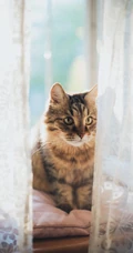 大眼的黄色萌猫宠物高清4K动物手机壁纸