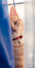 大眼的黄色萌猫宠物高清4K动物手机壁纸