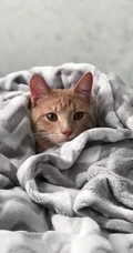 大眼的黄色萌猫宠物高清4K动物手机壁纸