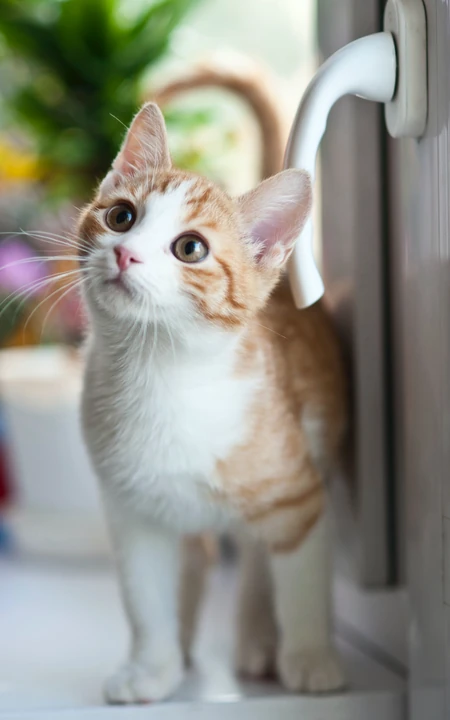 大眼的黄色萌猫宠物高清4K动物手机壁纸