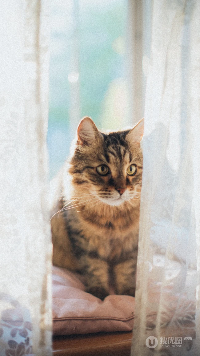 大眼的黄色萌猫宠物高清4K动物手机壁纸