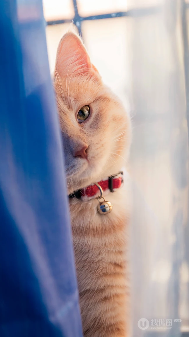 大眼的黄色萌猫宠物高清4K动物手机壁纸