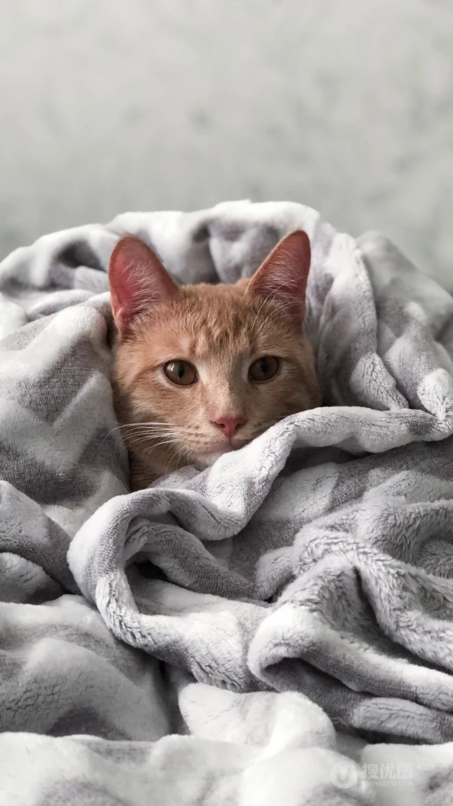 大眼的黄色萌猫宠物高清4K动物手机壁纸