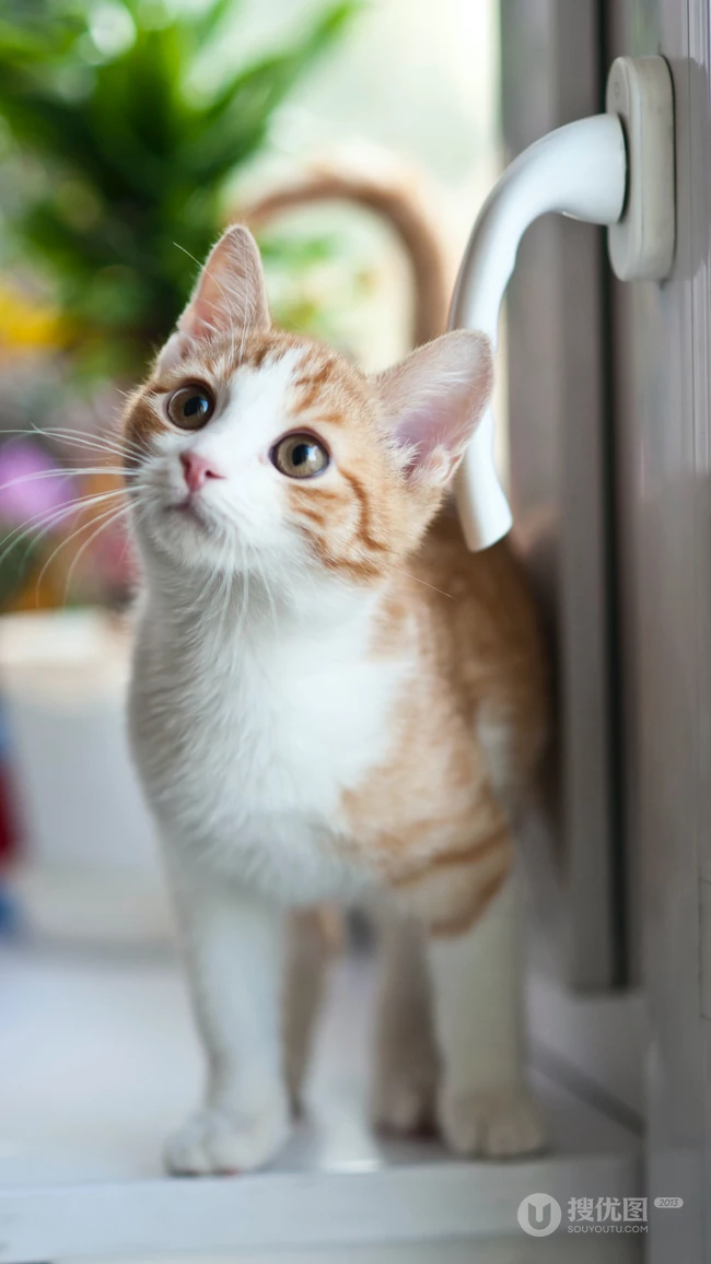 大眼的黄色萌猫宠物高清4K动物手机壁纸