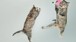 宠物猫咪的唯美摄影动物壁纸