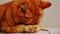 宠物猫咪的唯美摄影动物壁纸
