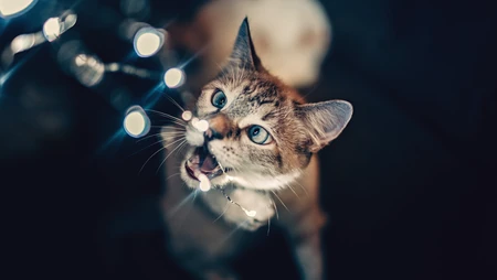 宠物猫咪的唯美摄影动物壁纸
