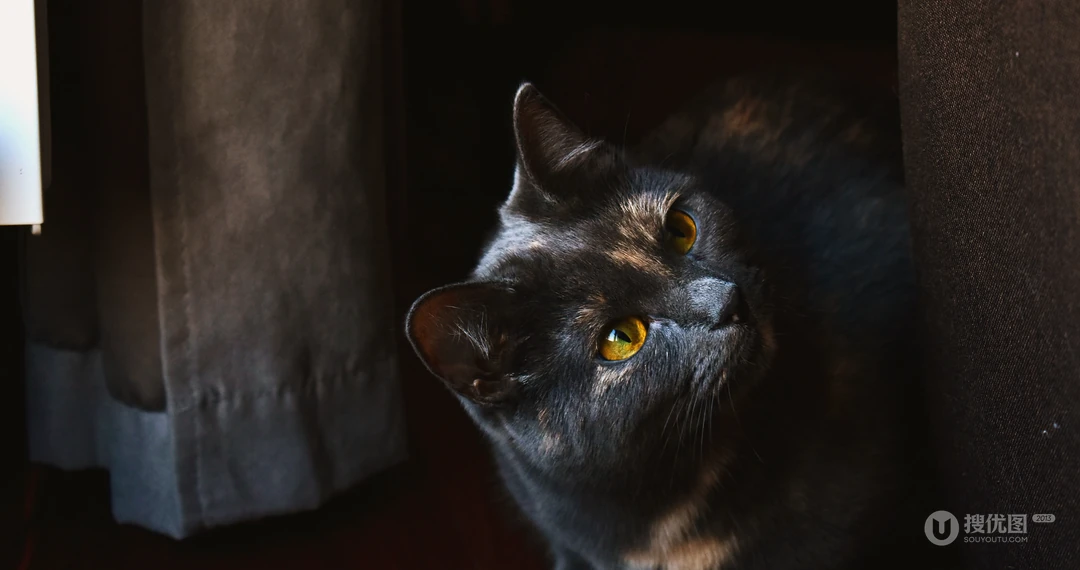 宠物猫咪的唯美摄影动物壁纸