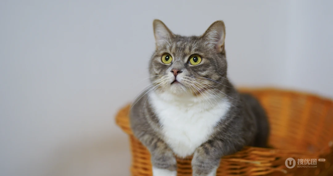 宠物猫咪的唯美摄影动物壁纸
