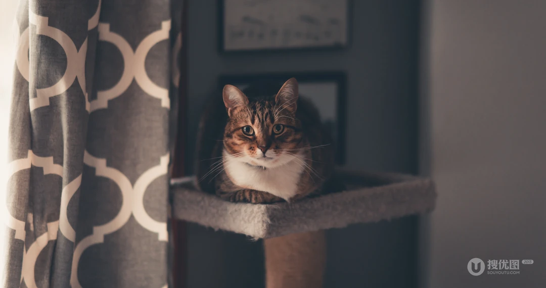 宠物猫咪的唯美摄影动物壁纸