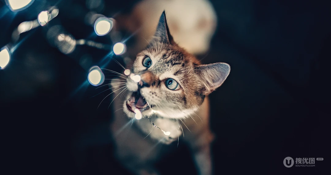 宠物猫咪的唯美摄影动物壁纸