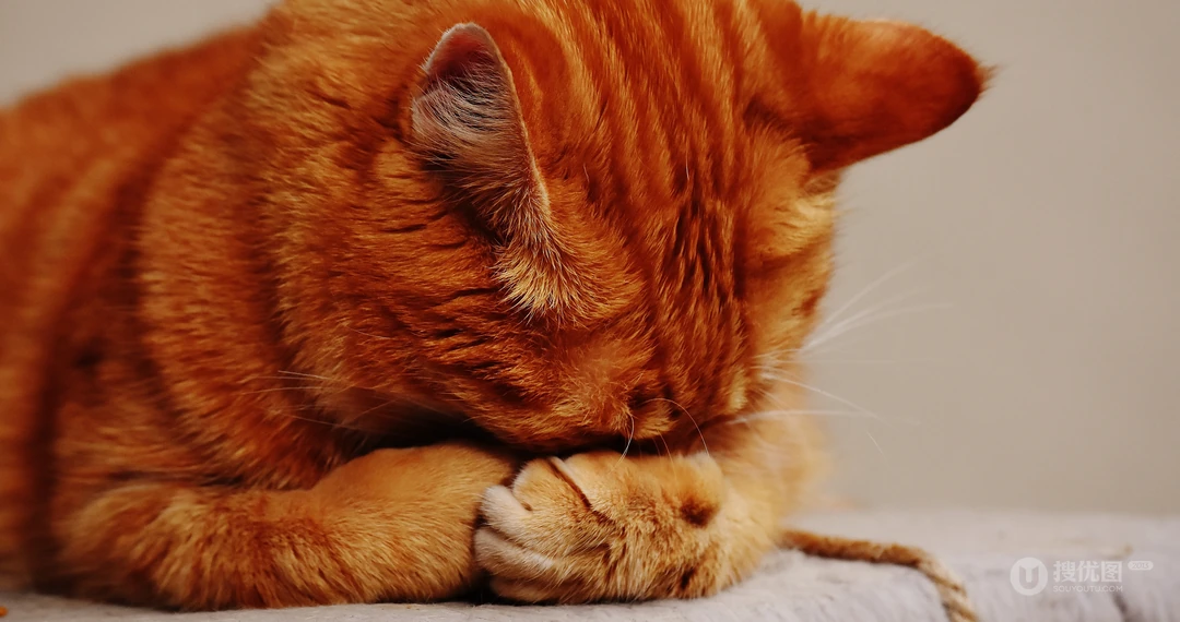 宠物猫咪的唯美摄影动物壁纸