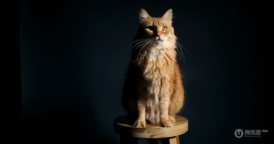 宠物猫咪的唯美摄影动物壁纸