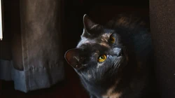 宠物猫咪的唯美摄影动物壁纸