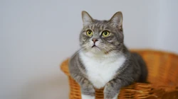 宠物猫咪的唯美摄影动物壁纸