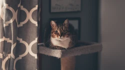 宠物猫咪的唯美摄影动物壁纸