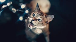 宠物猫咪的唯美摄影动物壁纸