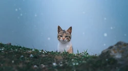 怎么可以这么萌，小萌猫可爱桌面壁纸5月7日推荐