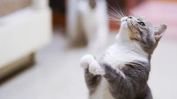 怎么可以这么萌，小萌猫可爱桌面壁纸5月7日推荐